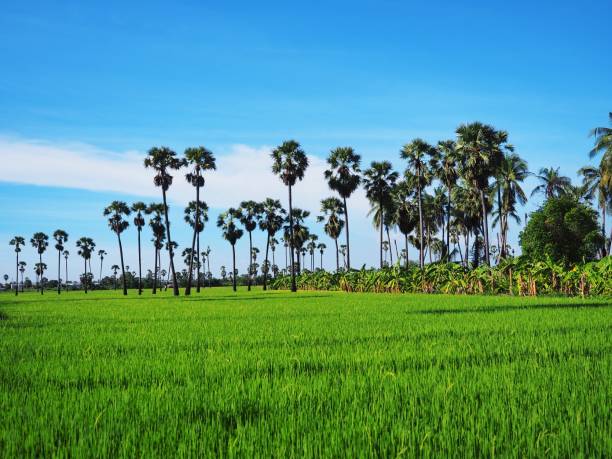istock Many sugar palms and rice fields have a sky. 1251062648