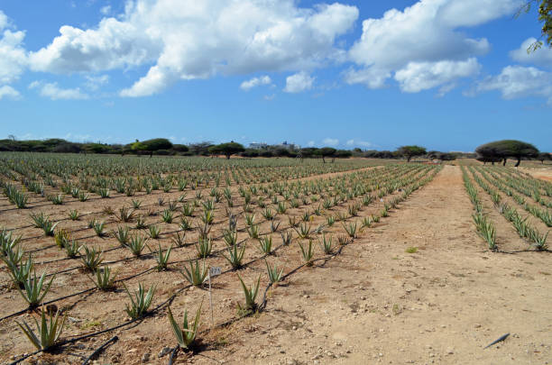 Aruba Aloe Vera Farm stock photo