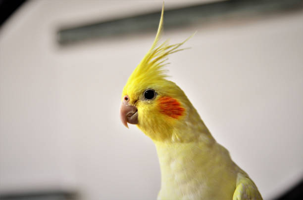 istock Curious Nymphicus hollandicus yellow observing 1251064057