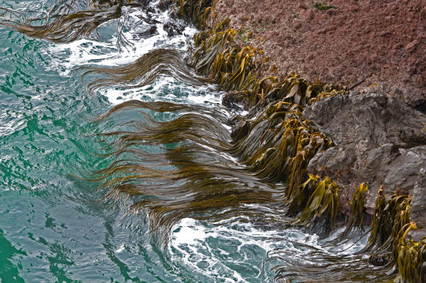 Durvillaea antarctica or Cochayuyo is a large, robust bull kelp species and the dominant seaweed in southern New Zealand. Southern bull kelp. It is found on exposed shores, especially in the northern parts of its range, and attaches itself with a strong holdfast. Floats due to a unique honeycomb structure within the alga's blades. durvillaea antarctica o cochayuyo es una especie grande y robusta de algas toro y las algas marinas dominantes en el sur de nueva zelanda. algas de toro del sur. se encuentra en las costas expuestas, especialmente en las partes septentrionales de su área