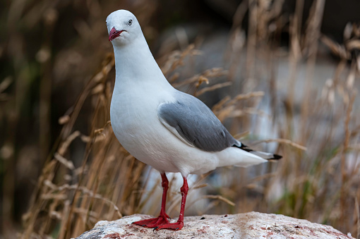 The Red-billed Gull (Chroicocephalus scopulinus)  Chroicocephalus novaehollandiae scopulinus, once also known as the Mackerel Gull, is a native of New Zealand, being found throughout the country and on outlying islands including the Chatham Islands and subantarctic islands. The Māori name of this species is Tarapunga or Akiaki.,