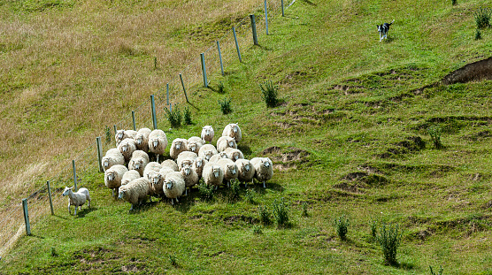 Aerial view of herd of cows grazing on farmland field.