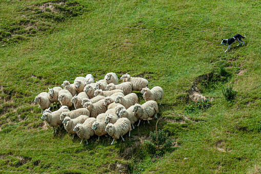 A small herd of sheep being herded by a dog. Kaikoura, South Island, New Zealand.