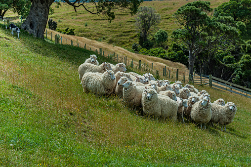 A small herd of sheep being herded by a dog. Kaikoura, South Island, New Zealand.