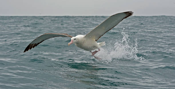 The Wandering Albatross, Snowy Albatross or White-winged Albatross, Diomedea exulans, is a large seabird from the family Diomedeidae, which has a circumpolar range in the Southern Ocean. The Wandering Albatross is the largest member of the genus Diomedea The Wandering Albatross, Snowy Albatross or White-winged Albatross, Diomedea exulans, is a large seabird from the family Diomedeidae, which has a circumpolar range in the Southern Ocean. The Wandering Albatross is the largest member of the genus Diomedea (the great albatrosses), one of the largest birds in the world. albatross stock pictures, royalty-free photos & images