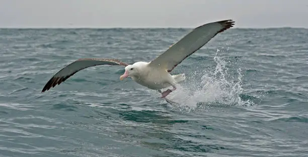 The Wandering Albatross, Snowy Albatross or White-winged Albatross, Diomedea exulans, is a large seabird from the family Diomedeidae, which has a circumpolar range in the Southern Ocean. The Wandering Albatross is the largest member of the genus Diomedea (the great albatrosses), one of the largest birds in the world.