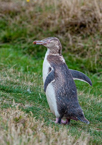 The Yellow-eyed Penguin (Megadyptes antipodes) or Hoiho is a penguin native to New Zealand. Previously thought closely related to the Little Penguin (Eudyptula minor), molecular research has shown it more closely related to penguins of the genus Eudyptes. Like most other penguins, it is mainly piscivorous.