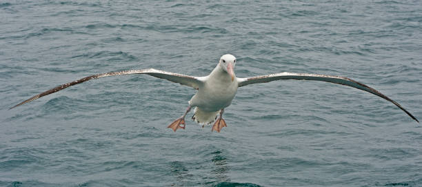 The Wandering Albatross, Snowy Albatross or White-winged Albatross, Diomedea exulans, is a large seabird from the family Diomedeidae, which has a circumpolar range in the Southern Ocean. The Wandering Albatross is the largest member of the genus Diomedea The Wandering Albatross, Snowy Albatross or White-winged Albatross, Diomedea exulans, is a large seabird from the family Diomedeidae, which has a circumpolar range in the Southern Ocean. The Wandering Albatross is the largest member of the genus Diomedea (the great albatrosses), one of the largest birds in the world, and one of the best known and studied species of bird in the world. Flying. wandering albatross photos stock pictures, royalty-free photos & images