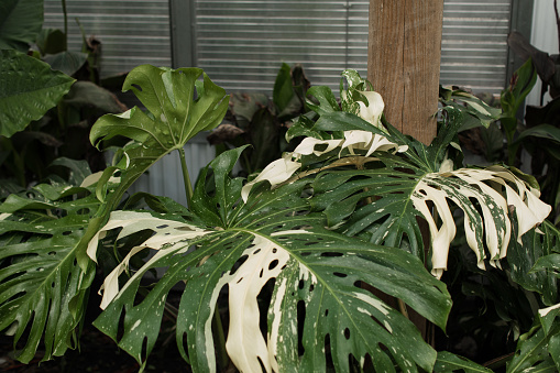 Large, green Hosta leaves with a white margin