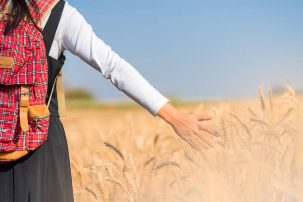 istock Hand touching wheat in field natural background. 1251065980