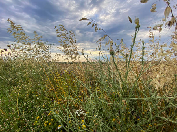 istock Wild Flowers and Cloudy Sky 1251067047