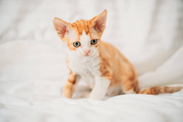 istock Funny Curious Young Red Ginger Devon Rex Kitten Sitting At Home Sofa. Short-haired Cat Of English Breed 1251067772