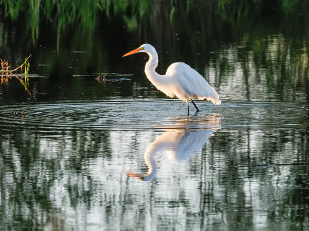 white egret ardea heron family in piedi in acqua oregon - egret foto e immagini stock