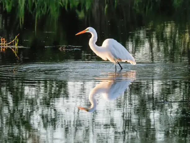 A white egret looking for food in the water. Western Oregon wetland area. Also called by the names common egret, great egret, large egret or a great white heron. Edited.