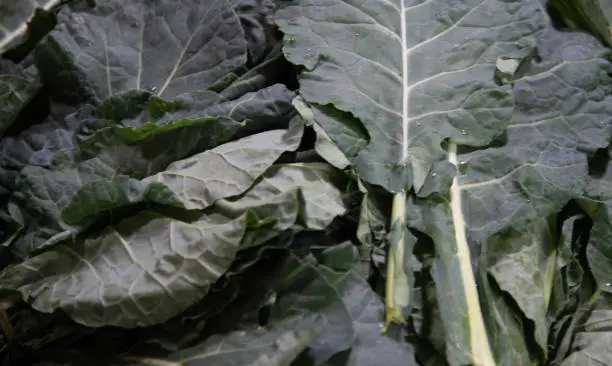 Cabbage juice and leaves. Cabbage is one of the best sources of vitamin K. Ingredient for salads. Vegetables for culinary consumption.