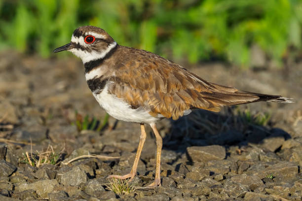 istock killdeer (Charadrius vociferus) Walking on Gravel Close-up 1251068516