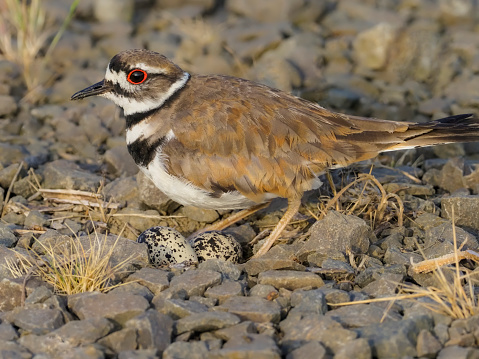 A killdeer (Charadrius vociferus) guarding a nest in the gravel. Two eggs are visible. Close-up side view. Oregon Willamette Valley. Edited