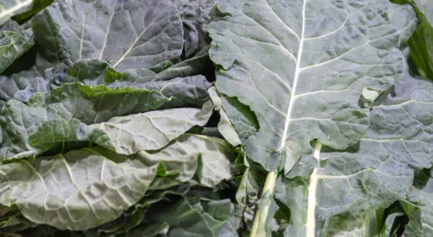 Cabbage juice and leaves. Cabbage is one of the best sources of vitamin K. Ingredient for salads. Vegetables for culinary consumption.