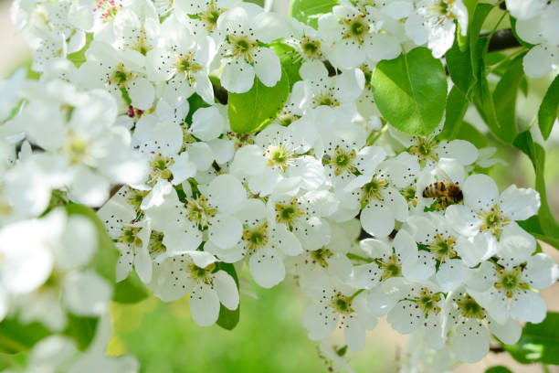 White flowers of pear trees