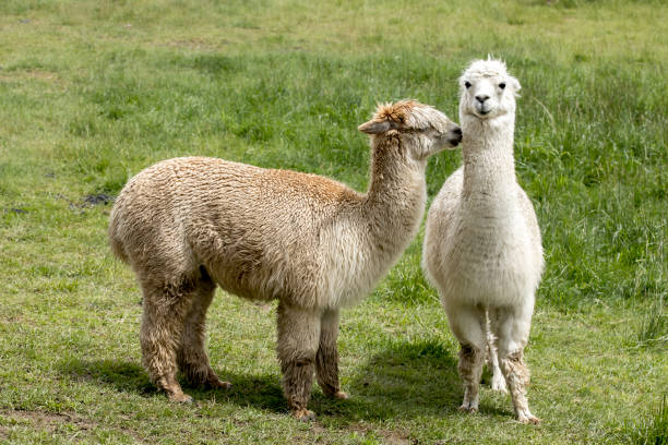 istock One alpaca looks at the other. 1251071126