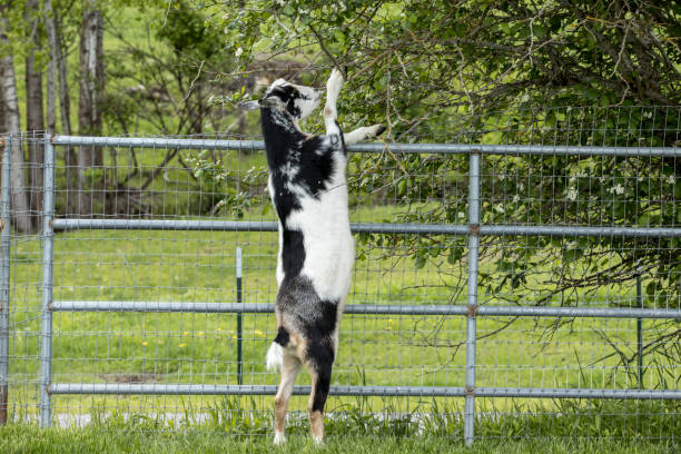 Goats stand up on hind legs to eat leaves from a small tree in north Idaho.