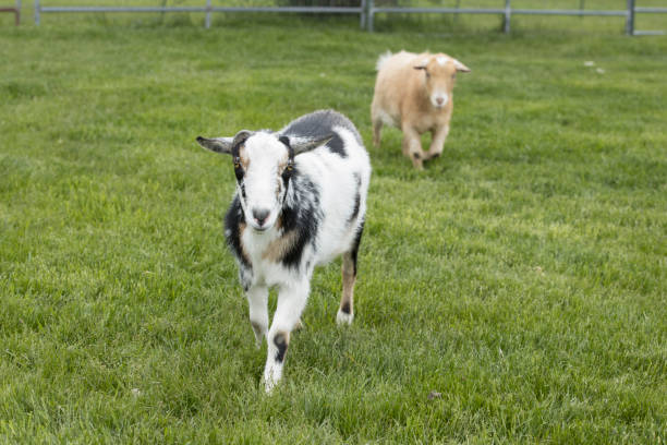 istock Two cute goats in a lush green pasture. 1251071635