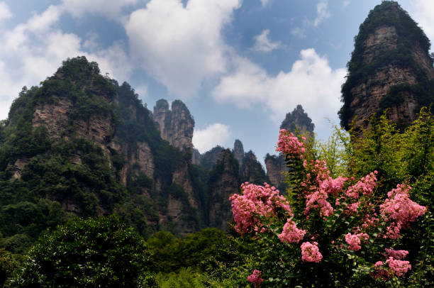 Mist covers the rock pillars and mountains in Zhangjiajie, with sunlight in the valley