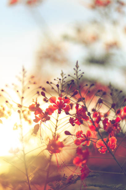 istock Red flower and sun light are backgroud. 1251073591