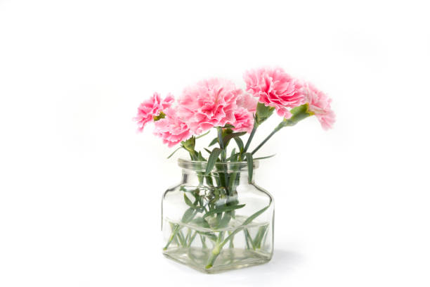 istock Carnation flover in the vase on a white background. Dianthus caryophyllus. 1251073862