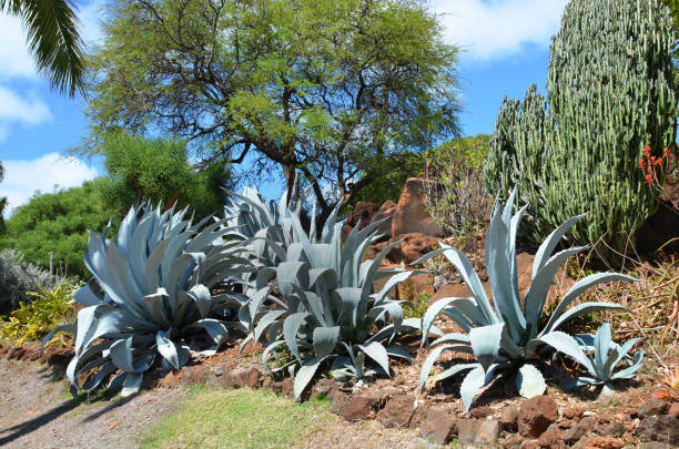 istock Three white agaves at Diamond Head in Waikiki 1251074541