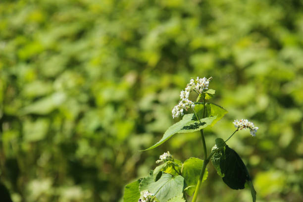 White buckwheat flower close-up
