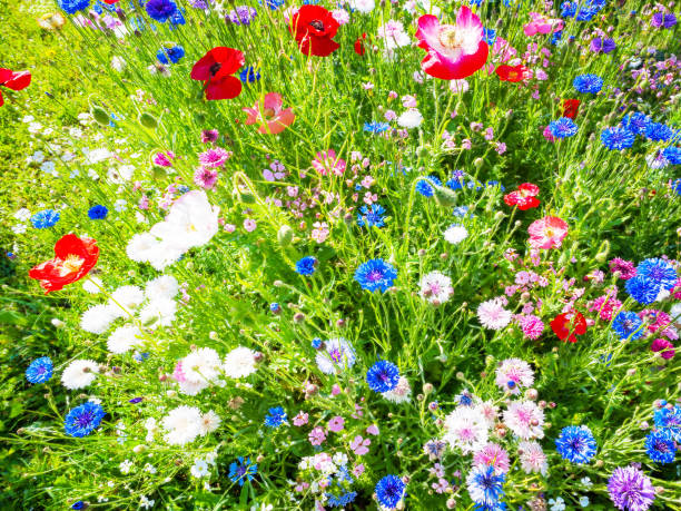 istock wildflower meadow in summer 1251075358