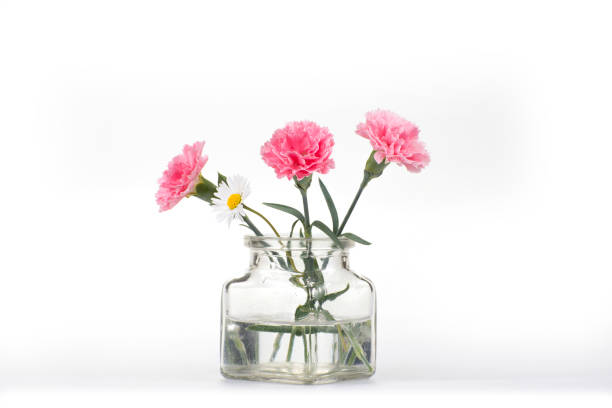 istock Carnation flover in the vase on a white background. Dianthus caryophyllus. 1251075430