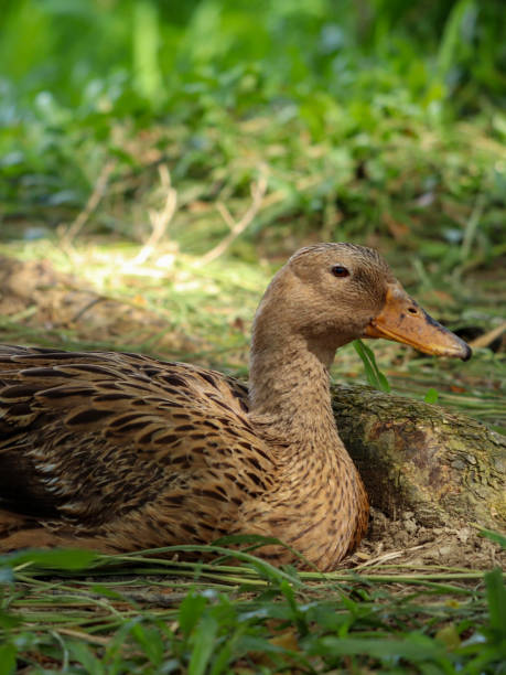 pato moteado descansando en la hierba. - animals in the wild blue beak mottled fotografías e imágenes de stock