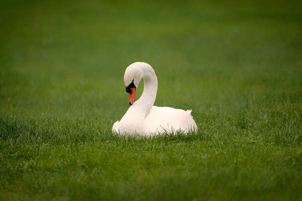 istock A white mute swan (Cygnus olor) is sitting on the green grass. 1251075742
