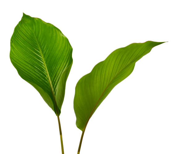 Calathea foliage, Exotic tropical leaf, Large green leaf, isolated on white background with clipping path Calathea foliage, Exotic tropical leaf, Large green leaf, isolated on white background with clipping path tropical flower photos stock pictures, royalty-free photos & images