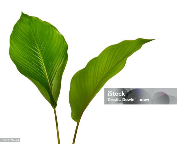 Calathea Foliage Exotic Tropical Leaf Large Green Leaf Isolated On White Background With Clipping Path Stock Photo - Download Image Now