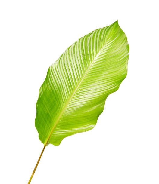 istock Calathea foliage, Exotic tropical leaf, Large green leaf, isolated on white background with clipping path 1251076381