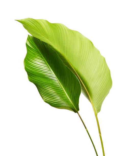 istock Calathea foliage, Exotic tropical leaf, Large green leaf, isolated on white background with clipping path 1251076389