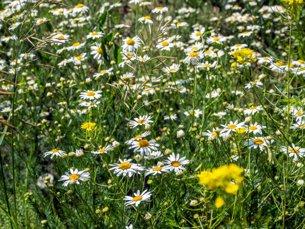 istock glade with white daisies illuminated by the sun 1251076460