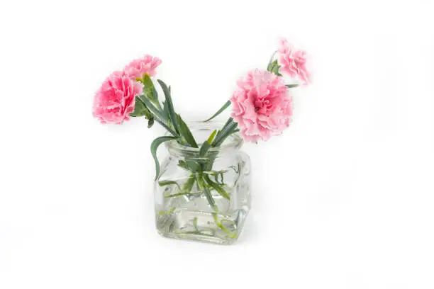 Carnation flover in the vase on a white background. Dianthus caryophyllus.