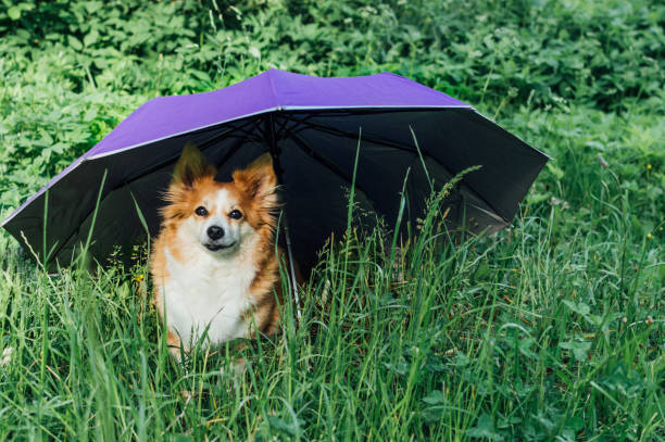 Portrait of a red dog in the grass under an umbrella. Animal insurance concept. Animal protection. Dog protection. stock photo