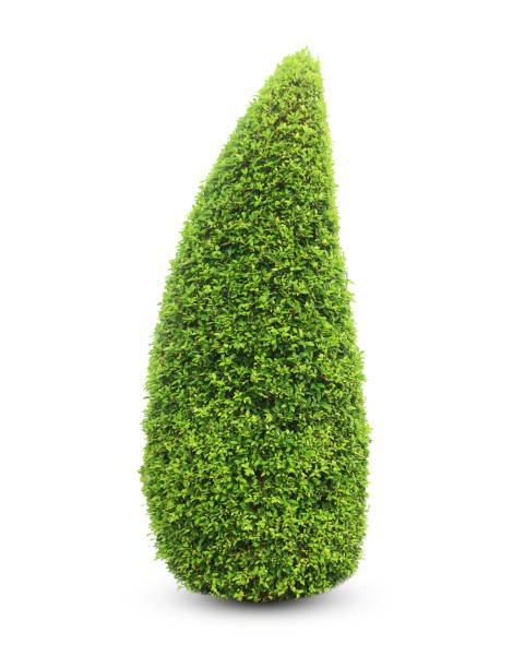 istock Bush or shrub isolated on white background with clipping paths for graphic design 1251077603