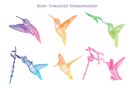 Set of 6 Ruby Throated Hummingbirds