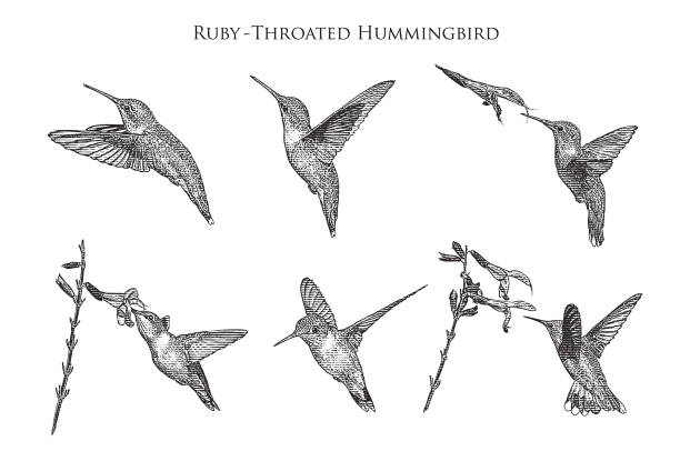 ilustraciones, imágenes clip art, dibujos animados e iconos de stock de conjunto de 6 colibríes garganta rubí de rubíes - engraved image illustrations