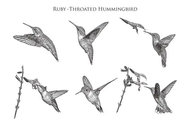 Vector illustration of Set of 6 Ruby Throated Hummingbirds