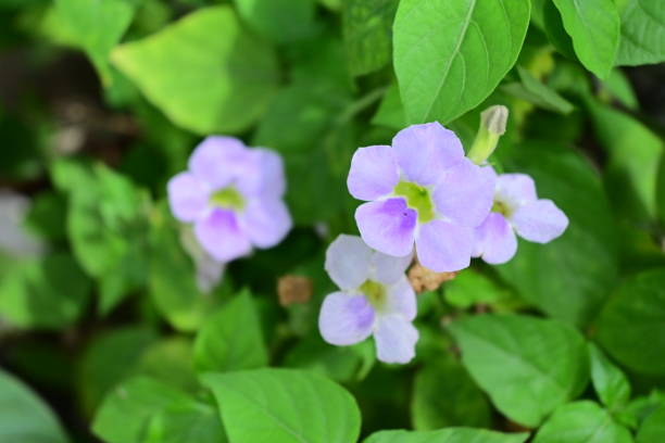 istock Beautiful Ruellia simplex flowers in the field 1251078521