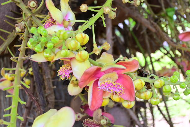 istock Cannonball Tree / Sara Tree with flowers, Thailand 1251078562