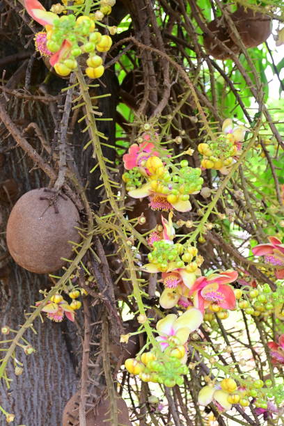 istock Cannonball Tree / Sara Tree with flowers, Thailand 1251078584