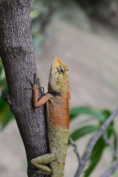 istock Colorful Lizard, Iguana, Gecko, Skink, Thailand 1251078617